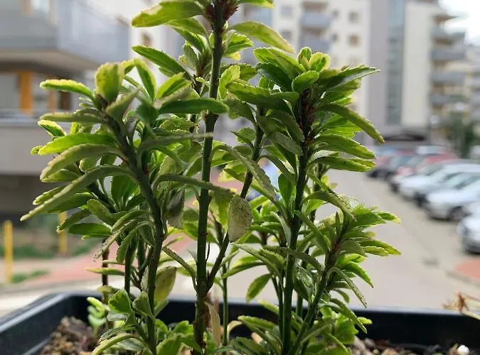 Διαμέρισμα Polonia